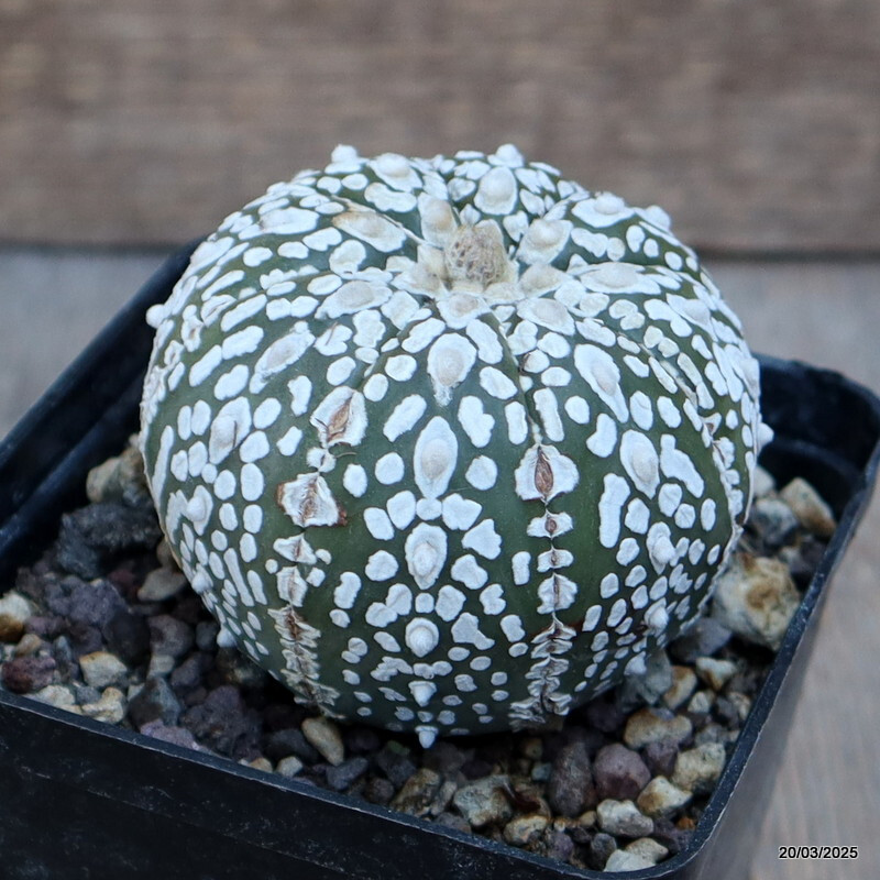 A4764 ASTROPHYTUM SUPERKABUTO SNOW pot9-H6-W7 cm MaMa Cactus