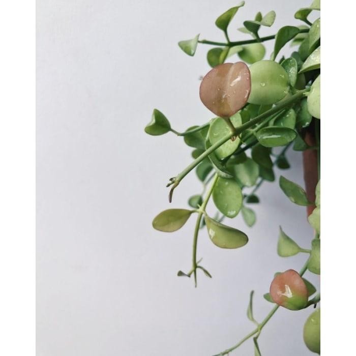 Dischidia Apple Leaves Rare Exotic Tropical Wax Plant