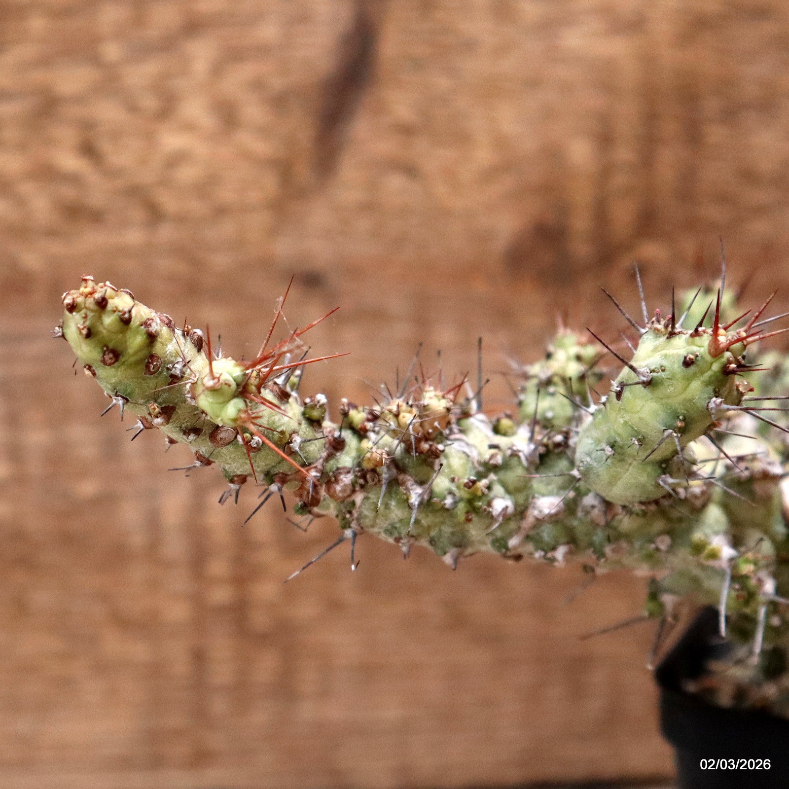 D7943 EUPHORBIA SP. CAPGUARDAFUI pot9-H19-W8 cm MaMa Cactus