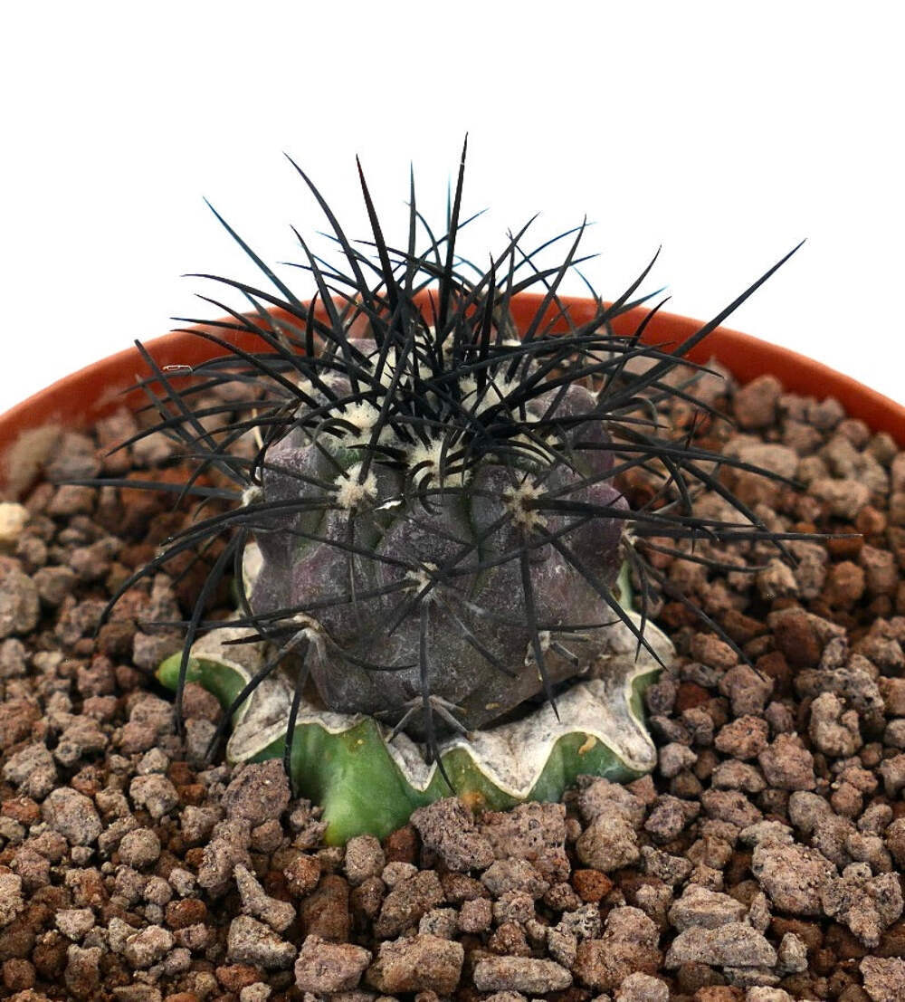 Copiapoa griseoviolace VERY STRONG SPINES GRAFTED – Gray Copiapoa | Purple Copia