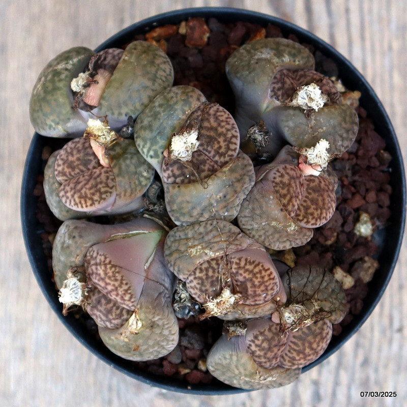 D1676 LITHOPS HOOKERII pot10-H5-W11 cm MaMa Cactus