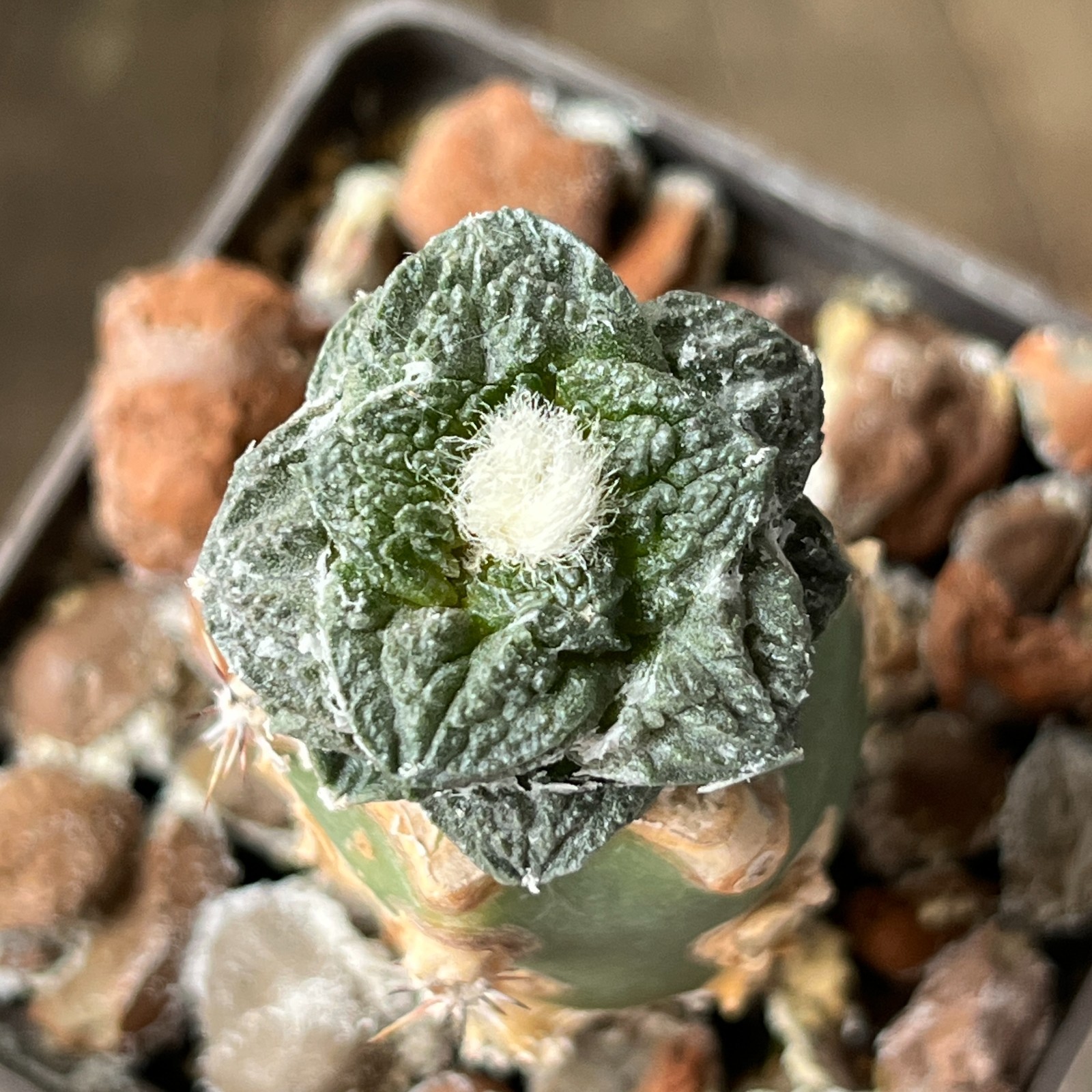 A1-1587 Cactus hybr (scaph x fissur), grafted