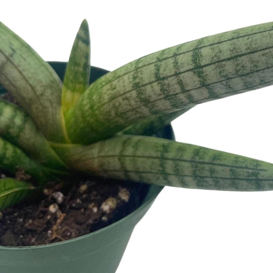 Sansevieria Cylindrica Boncel (Starfish Sansevieria) Snake Plant Mini Sta US