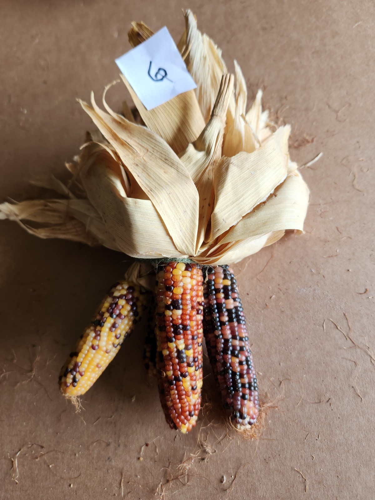 Mini Indian Corn, Approx 5″ Long – Thanksgiving, Fall, Decor, Small #6