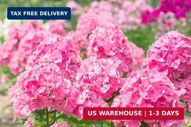 Mix Phlox Seeds, 1100+ Creeping Phlox Flower Non GMO Heirloom Seeds, Mixed Peren