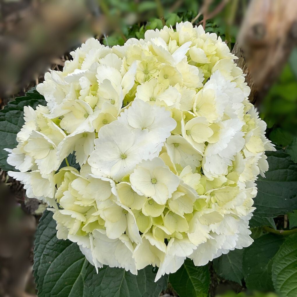 Fresh Cut Hydrangea White 10 Stems – Premium Quality Flowers Head sz 7.6-8.5 in
