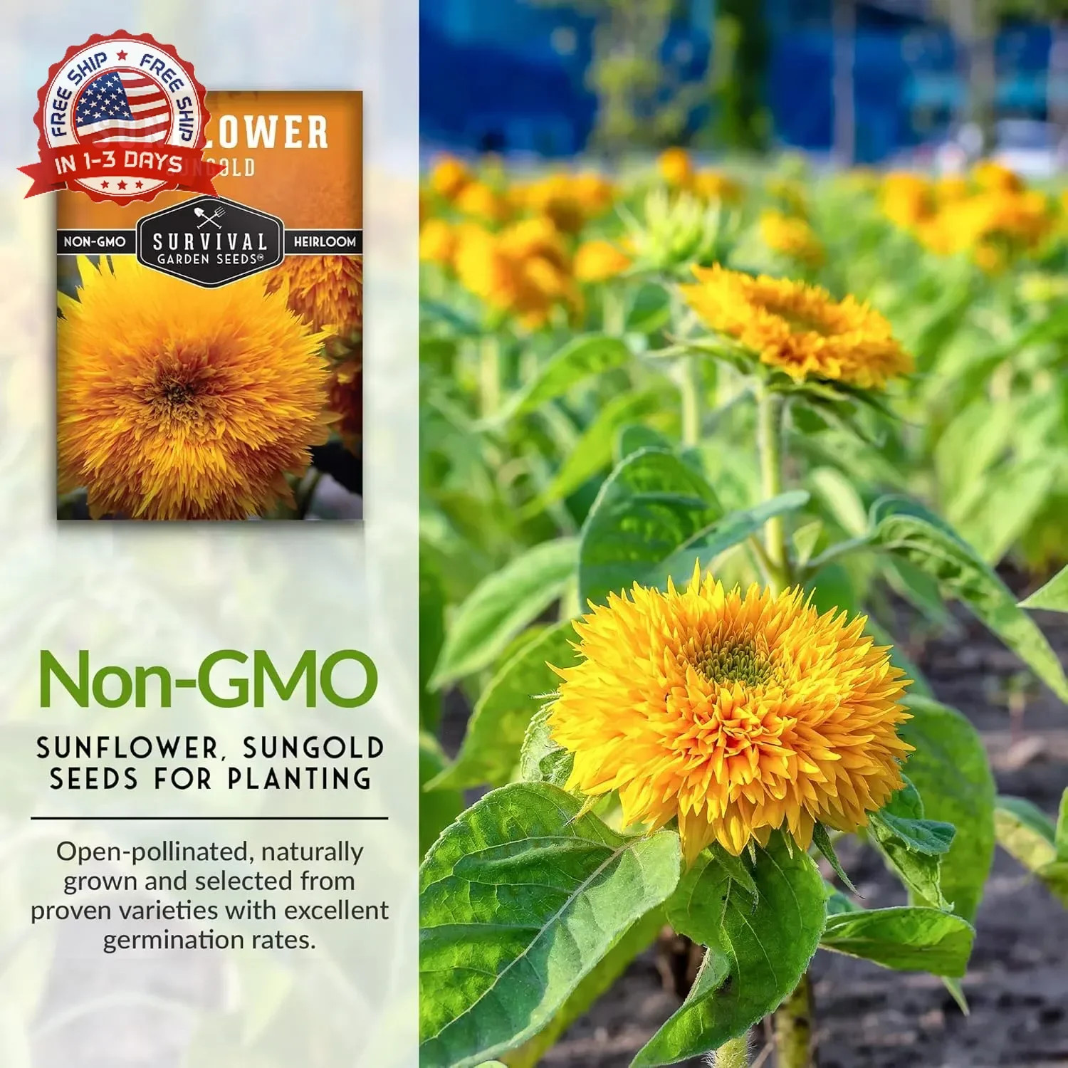 Sungold Teddy Bear Sunflower Seeds for Planting – Dwarf Flower with Fluffy Pom-P