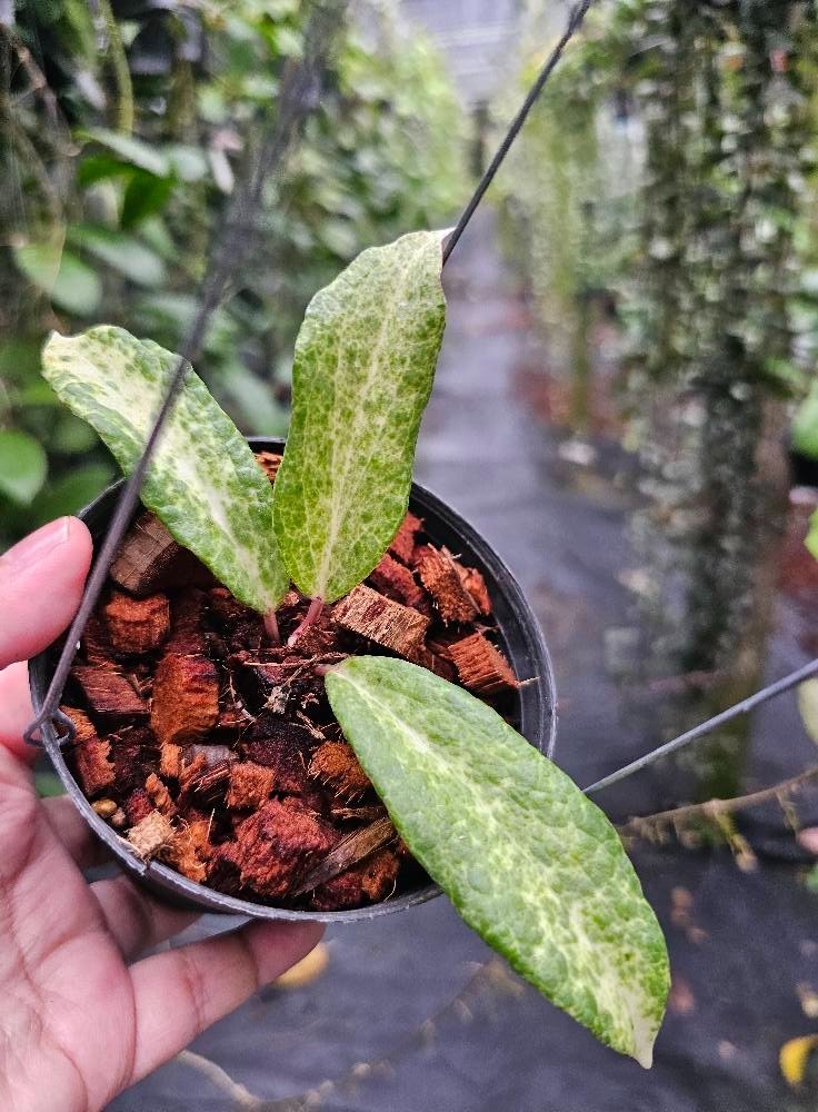 Hoya Crocodile Rare Tropical Indor Outdor Wax Plant Price $1600
