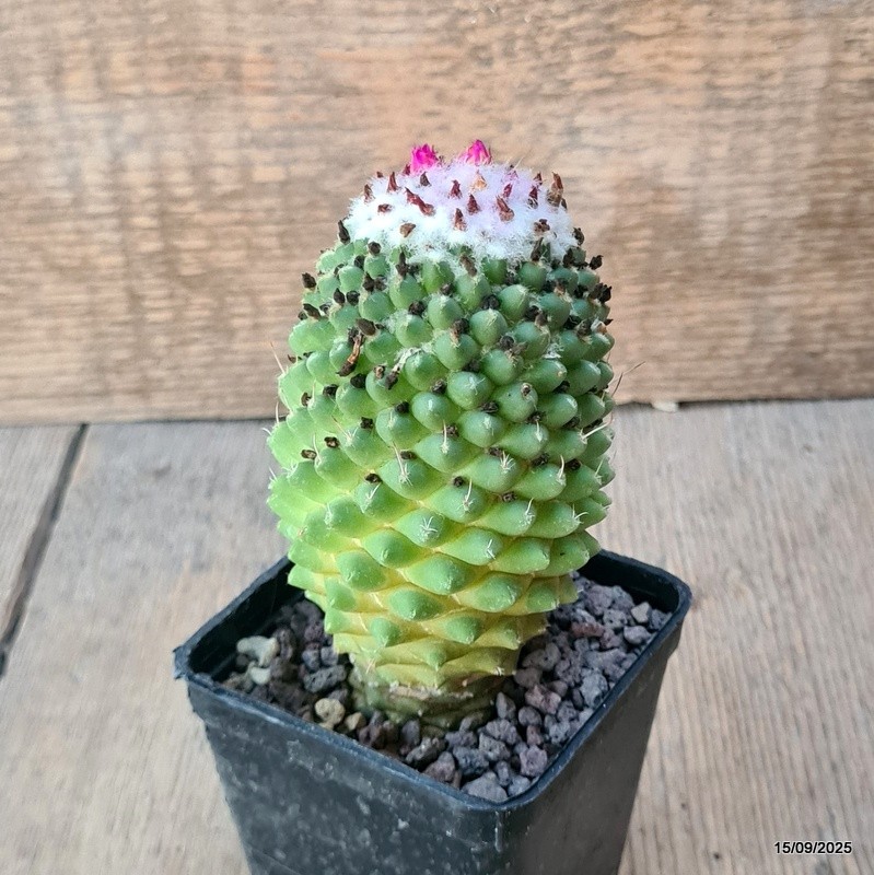 D6409 MAMMILLARIA POLYTHELE pot7-H11-W6 cm MaMa Cactus