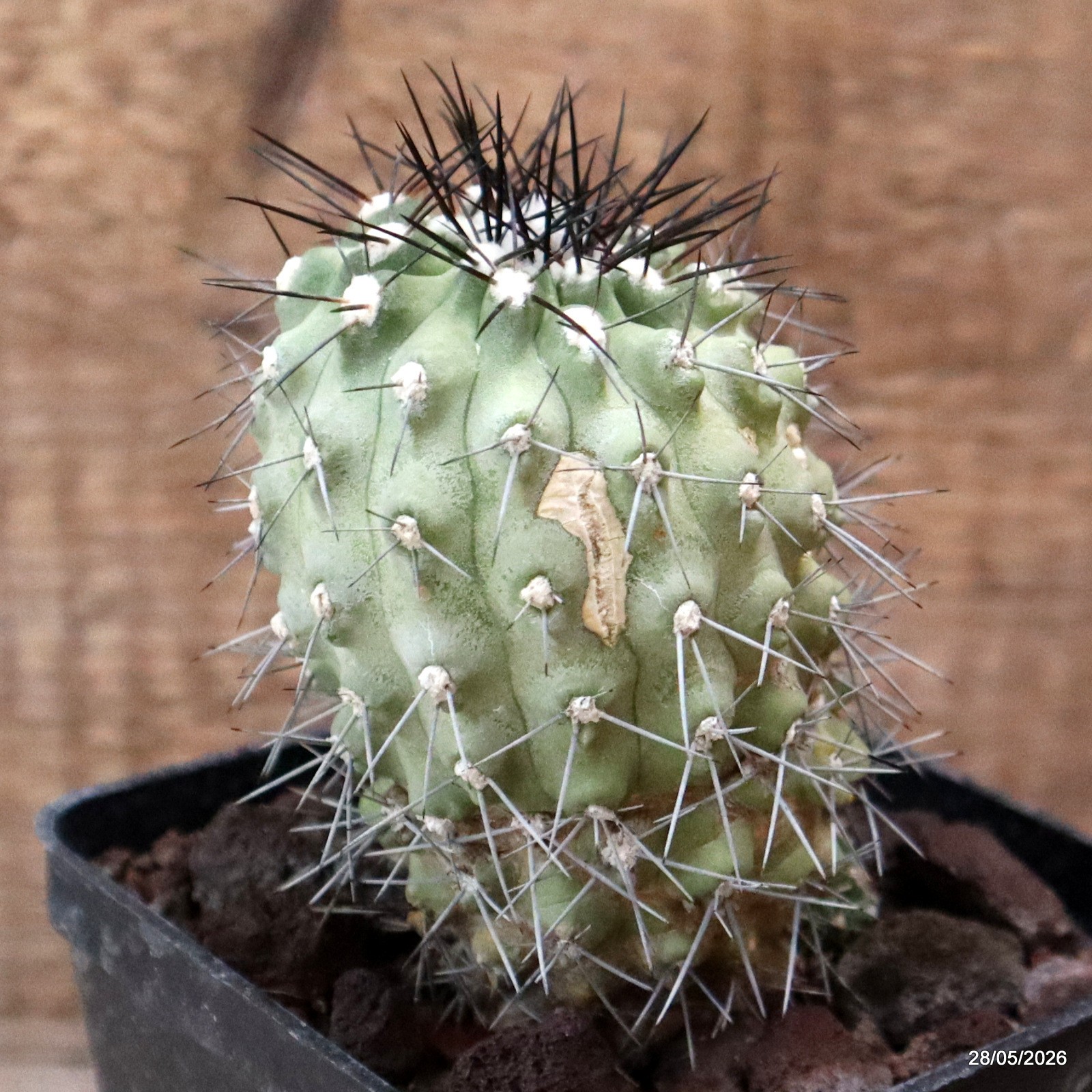 D3383 COPIAPOA ESMERALDANA pot10-H7-W5,5 cm MaMa Cactus