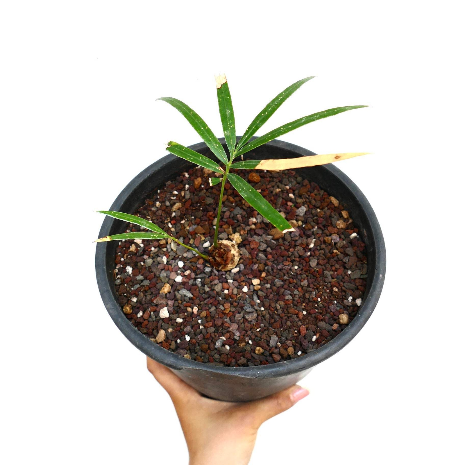 Cycas chevalieri ‘Dak Rong, Vietnam’ A9 SELECTED – Chevalier’s cycad | Vietnames