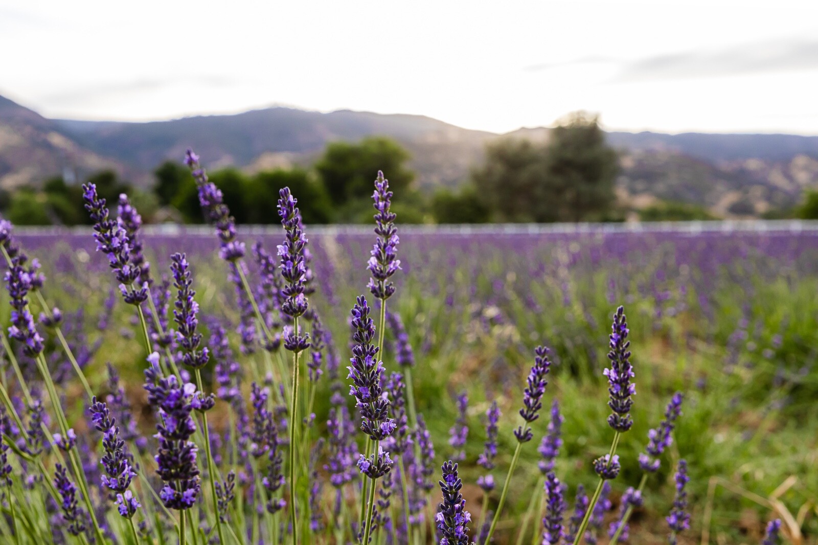 1 Bunch Dried Lavender Flower Bouquet Gift Certified Organic Farm CA