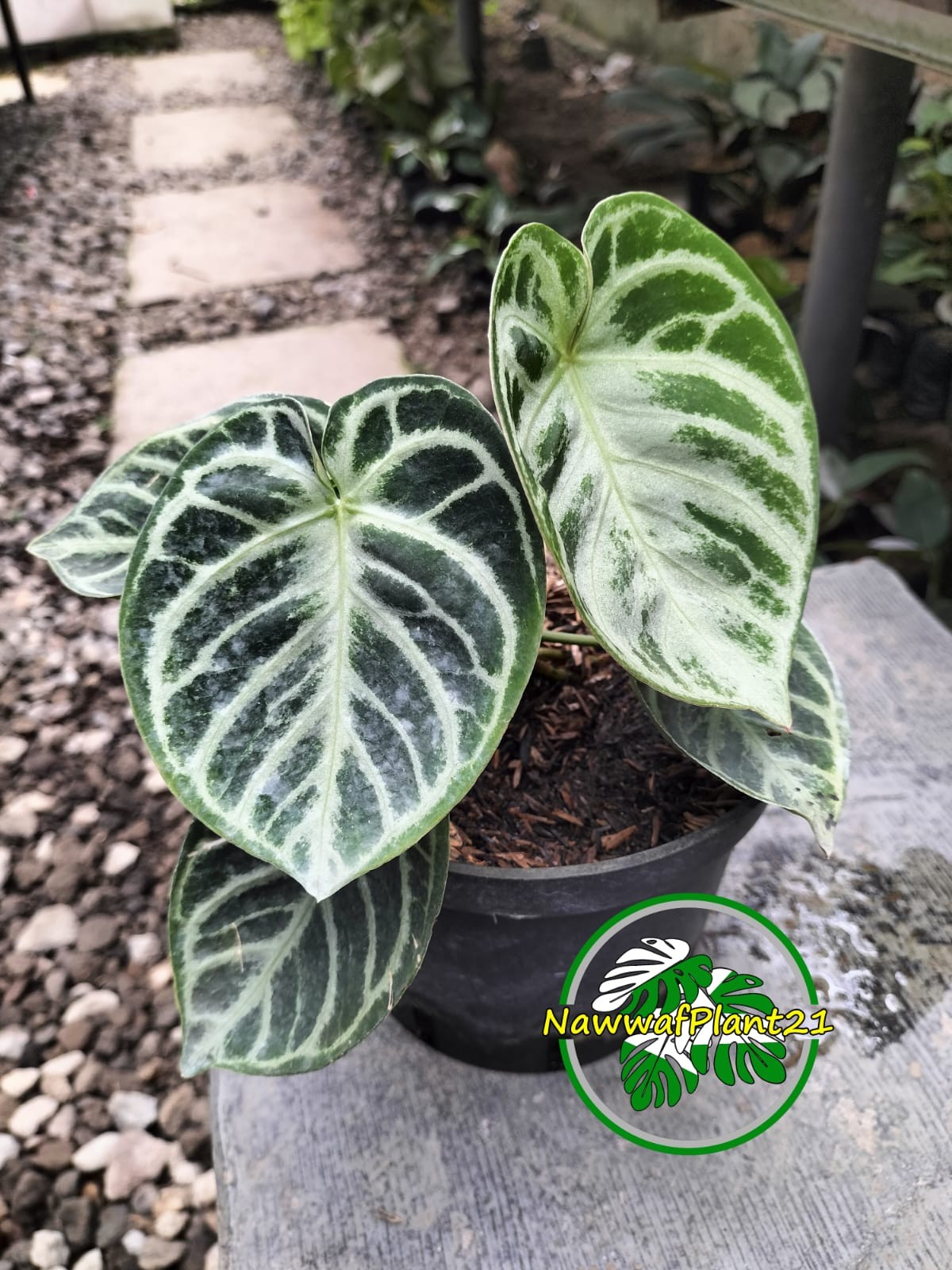 Anthurium Dorayaki Orthodoxs Real Picture Size Medium