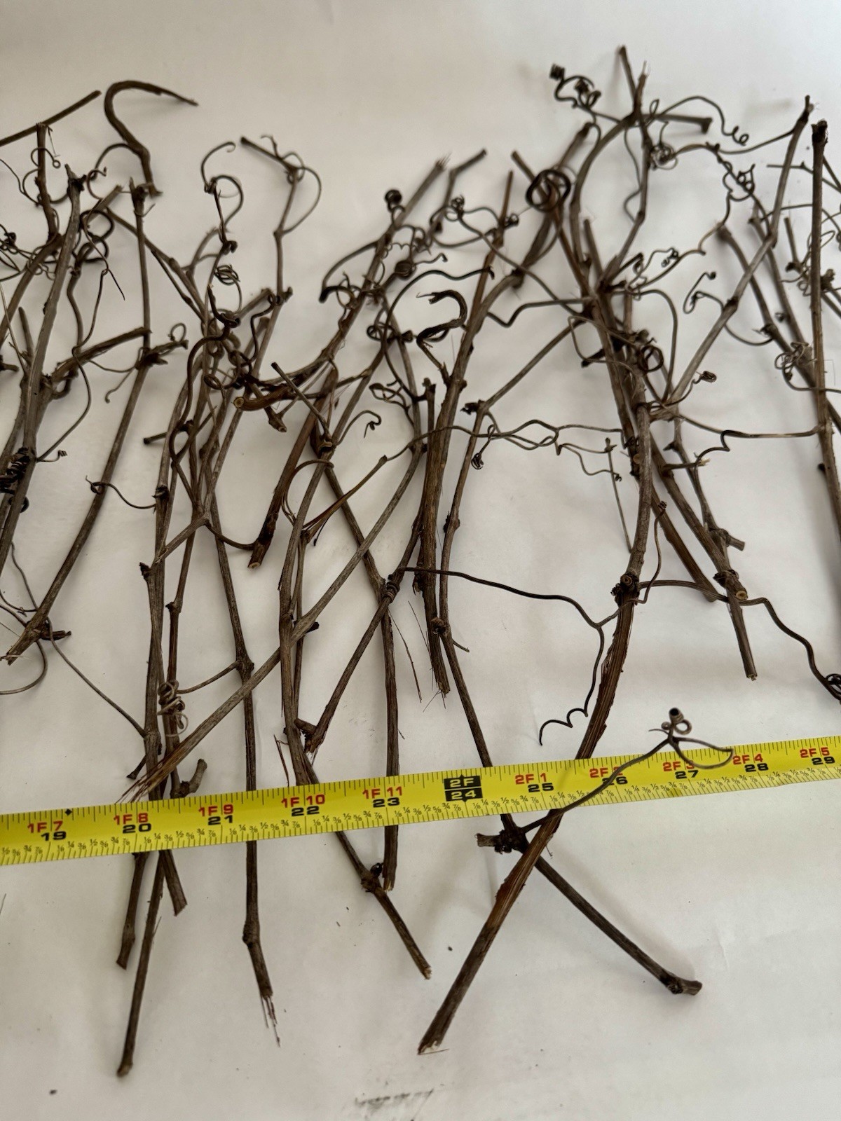 Huge Lot Of Grapevine tendrils & twigs Dried Natural floral Craft & small pets
