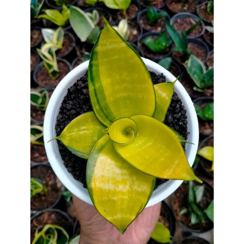 Sansevieria Hahnii Philippine Gold Compact Rosette Live Plant Grow in Pot