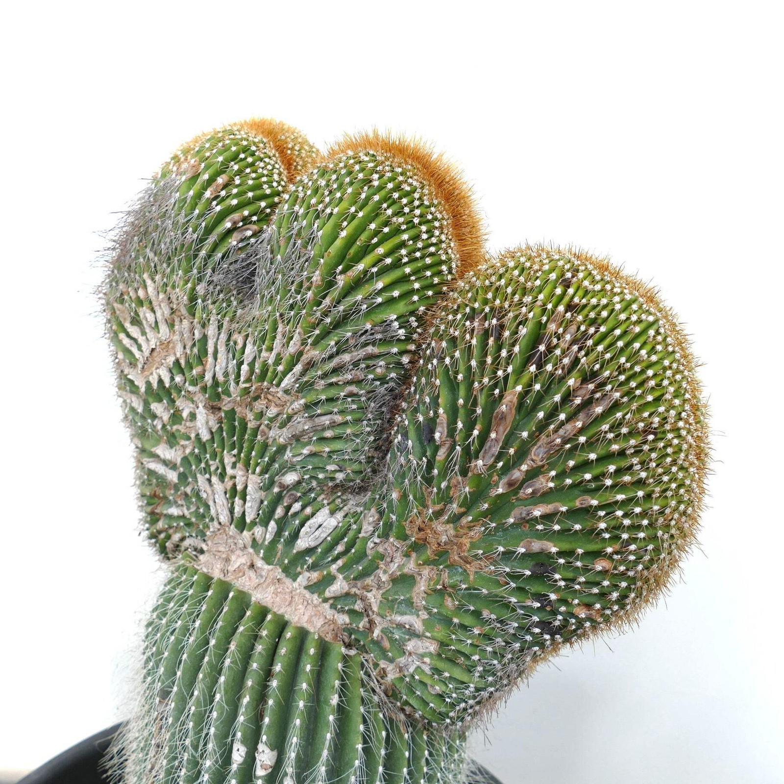 Carnegiea polylopha SAGUARO CRESTED 50x32cm – OLD SPECIMEN WILD