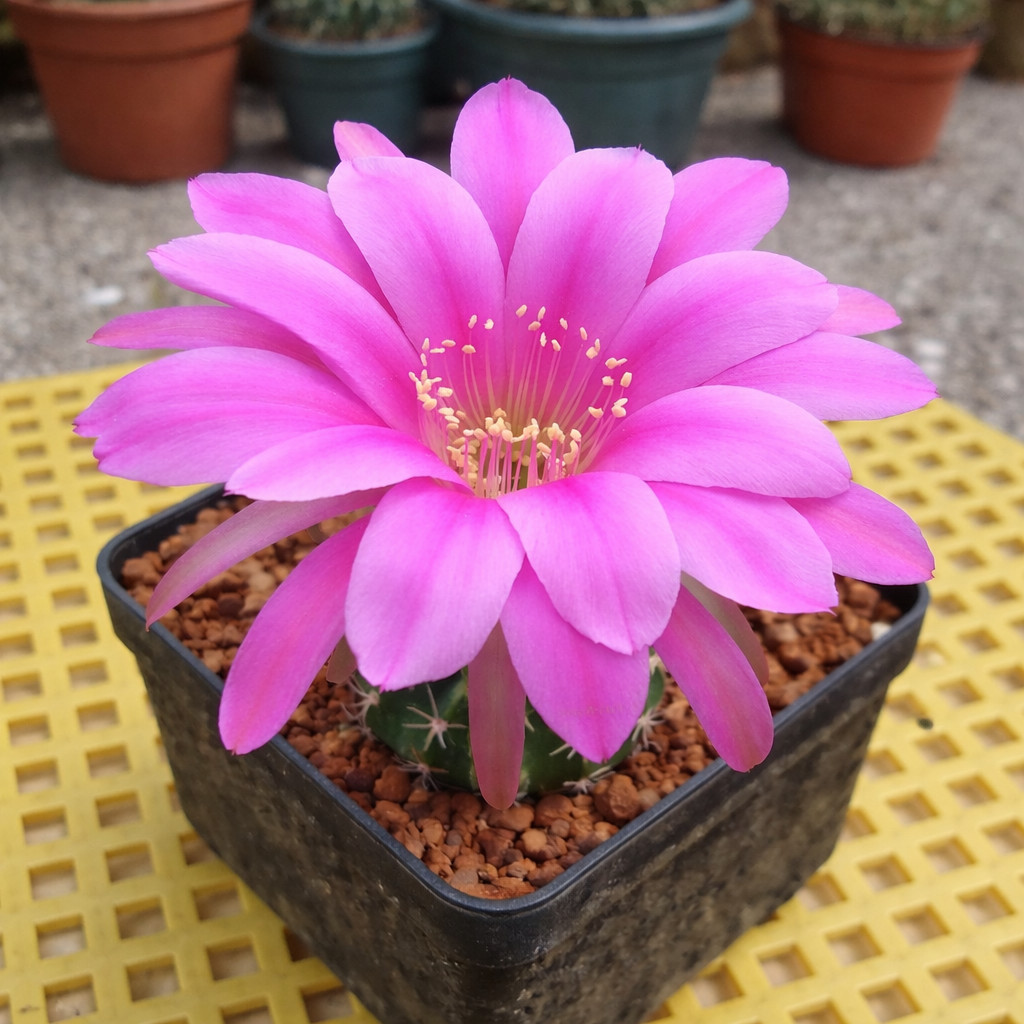 Echinopsis obrepanda HS154 (Omereque) SEEDS – Rare Cactus SEEDS