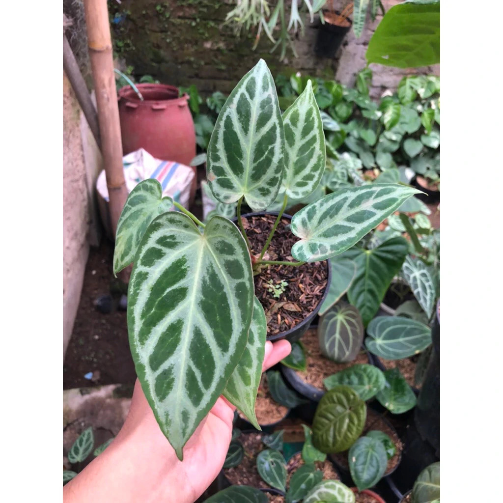 Anthurium Silver Blush Unique Live Tropical Exotic Plant Rare PL147