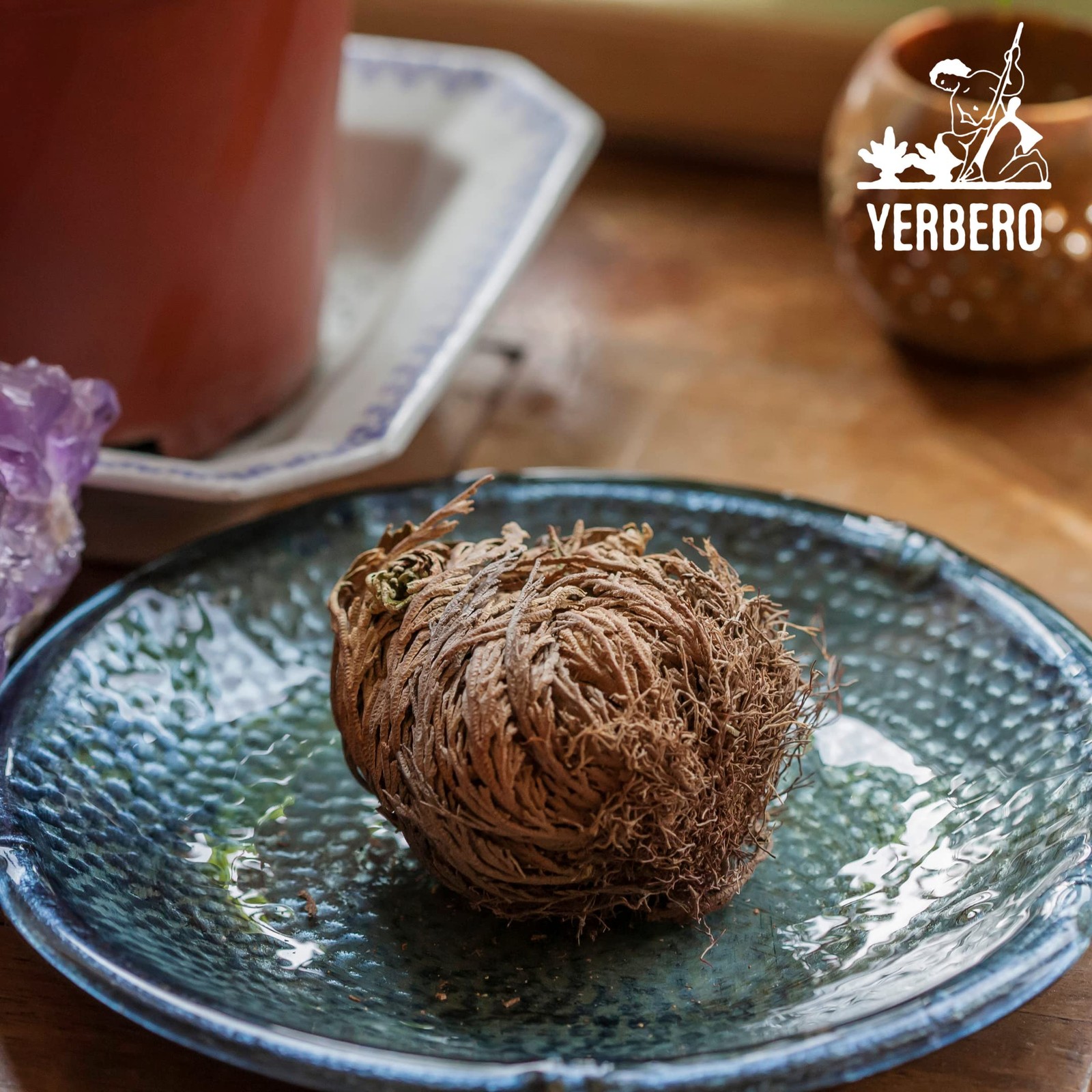 Rose of Jericho Dried Flower Jumbo Size 5” – 3.5” – 6” – Sacred Plant