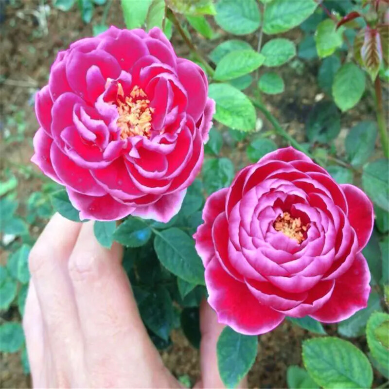 (10) ROSE SEEDS RARE exotic perennial flower garden bush tea USA SELLER W/TRACK