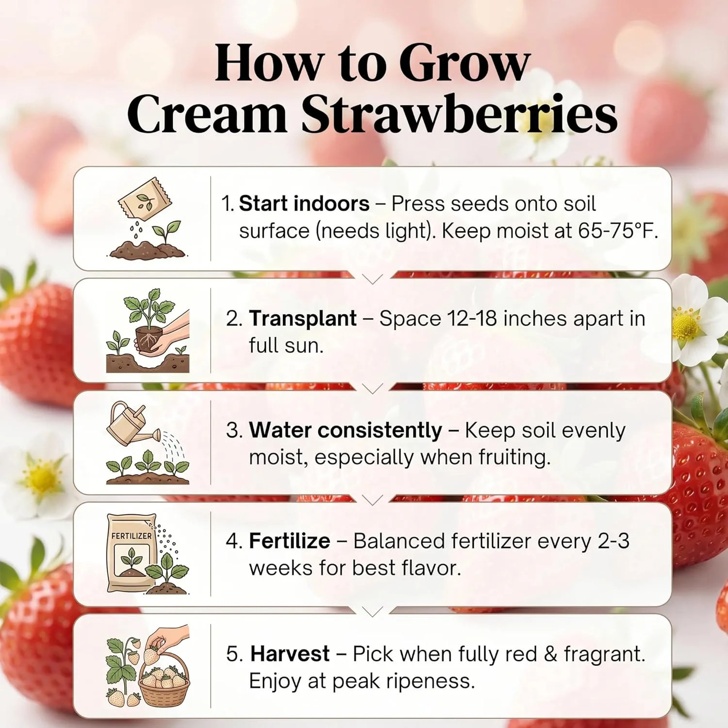 Cream Strawberry Seeds for Planting (Akihime Variety), 2000+ Heirloom Non-GMO Se