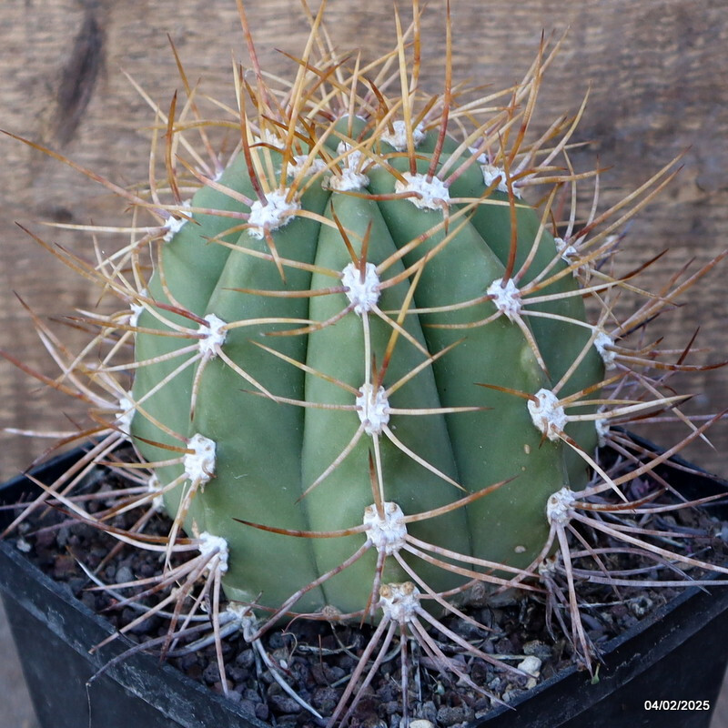 A7009 CEREUS PASACANA pot14-H14-W13 cm MaMa Cactus