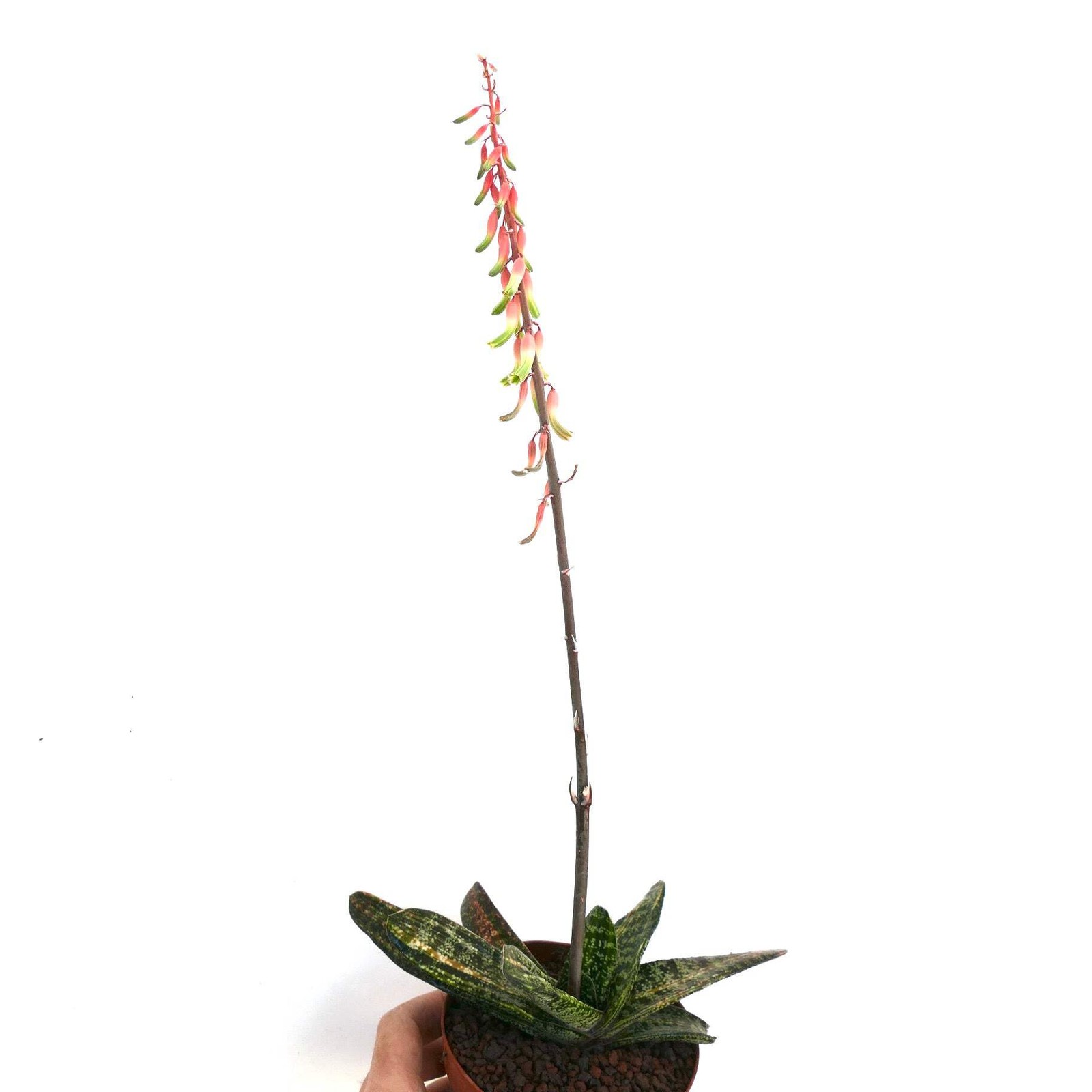 Gasteria batesiana STRIATA YELLOW VARIEGATED (EX. SPARKMAN USA) – Knoppies gaste