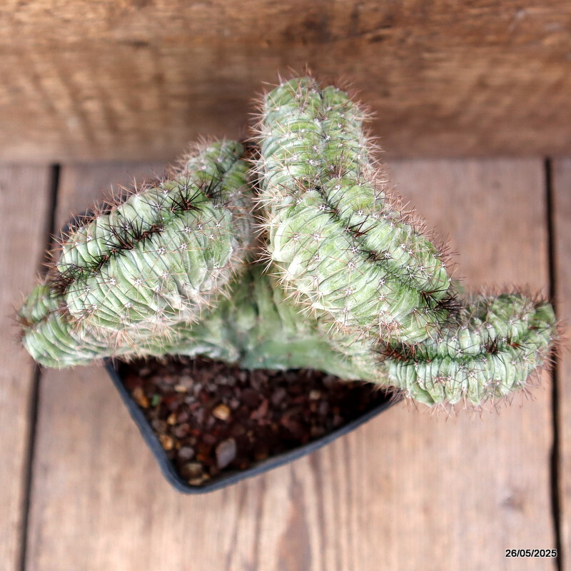 D4369 POLASKIA CHICHIPE CRESTED pot10-H14-W18 cm MaMa Cactus