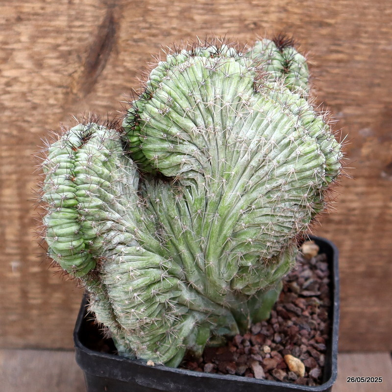 D4369 POLASKIA CHICHIPE CRESTED pot10-H14-W18 cm MaMa Cactus