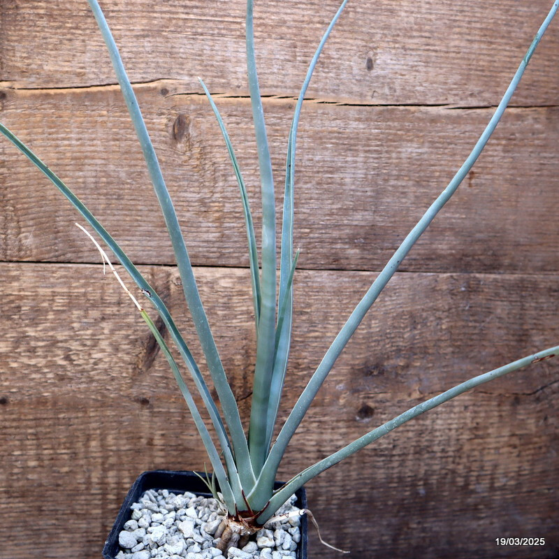 D2259 DRACAENA SERRULATA pot10-H36-W17 cm MaMa Cactus