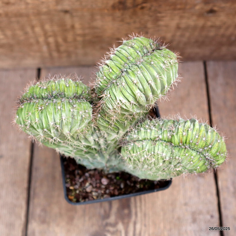 D4370 POLASKIA CHICHIPE CRESTED pot10-H17-W17 cm MaMa Cactus