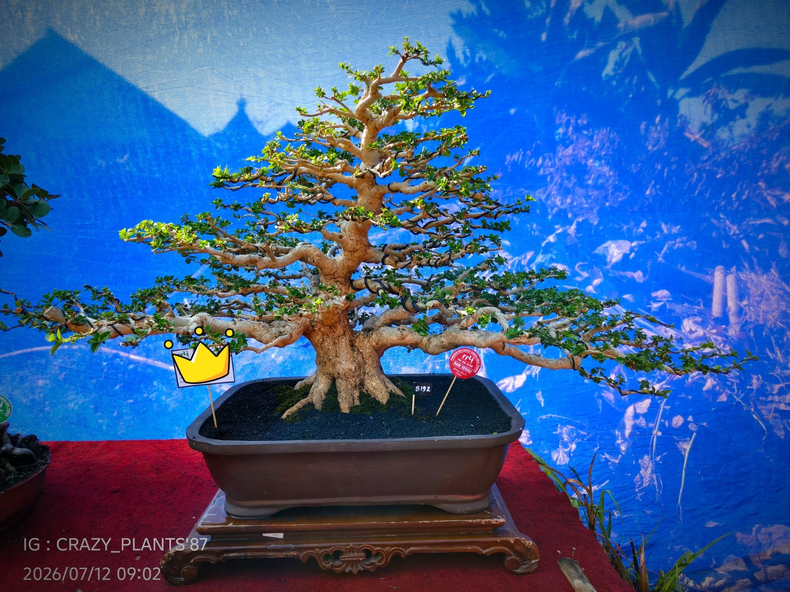 Premna Microphylla Bonsai Tree -Real- Large Size – For Bonsai Tree Collectors.