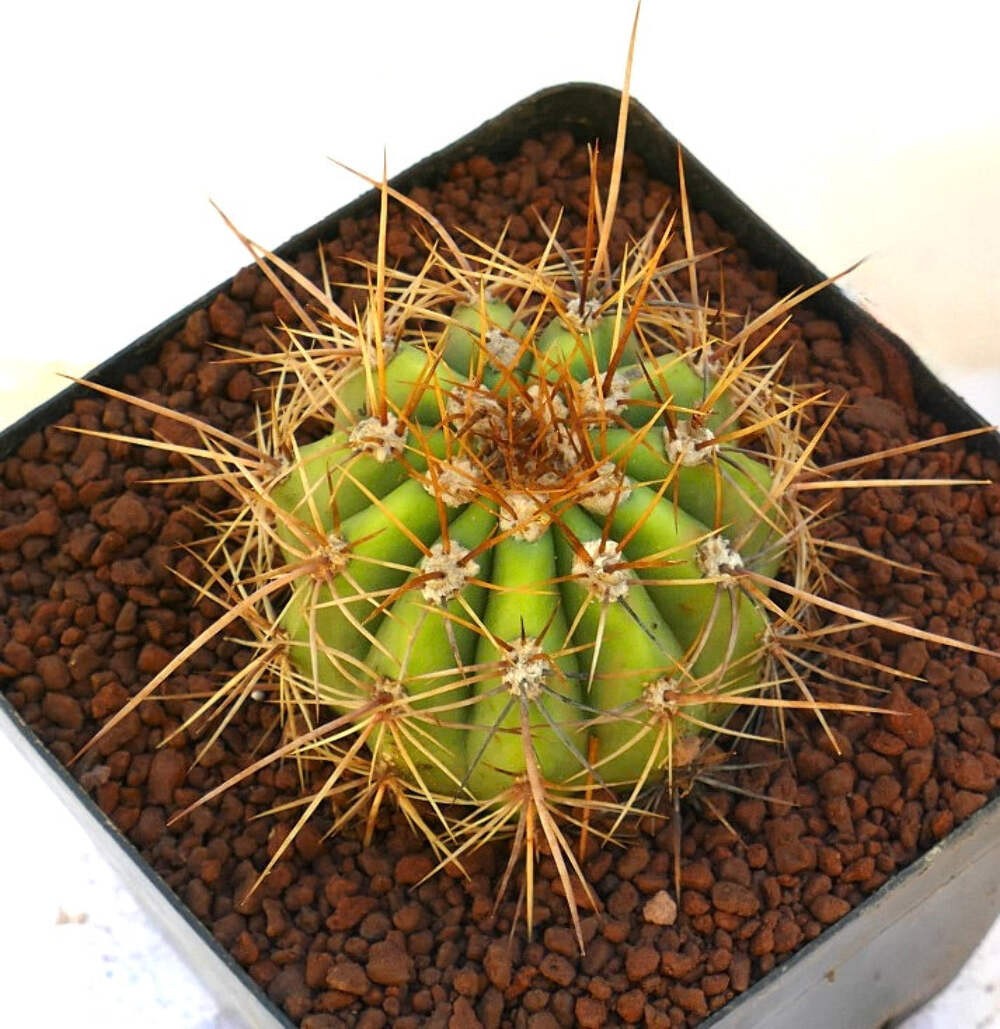 Cereus pasacana SELECTED 16cm diameter – Pasacana cactus | Argentine saguaro