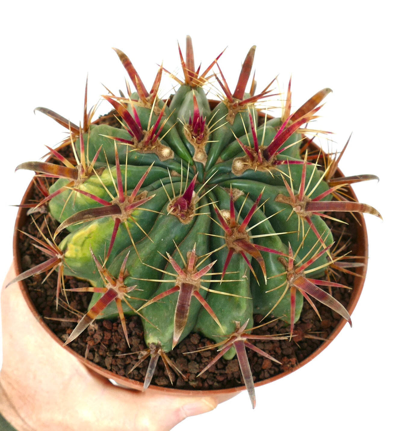 Ferocactus latispinus VARIEGATED – Devil’s Tongue Barrel Cactus | Crow’s Claw Ca