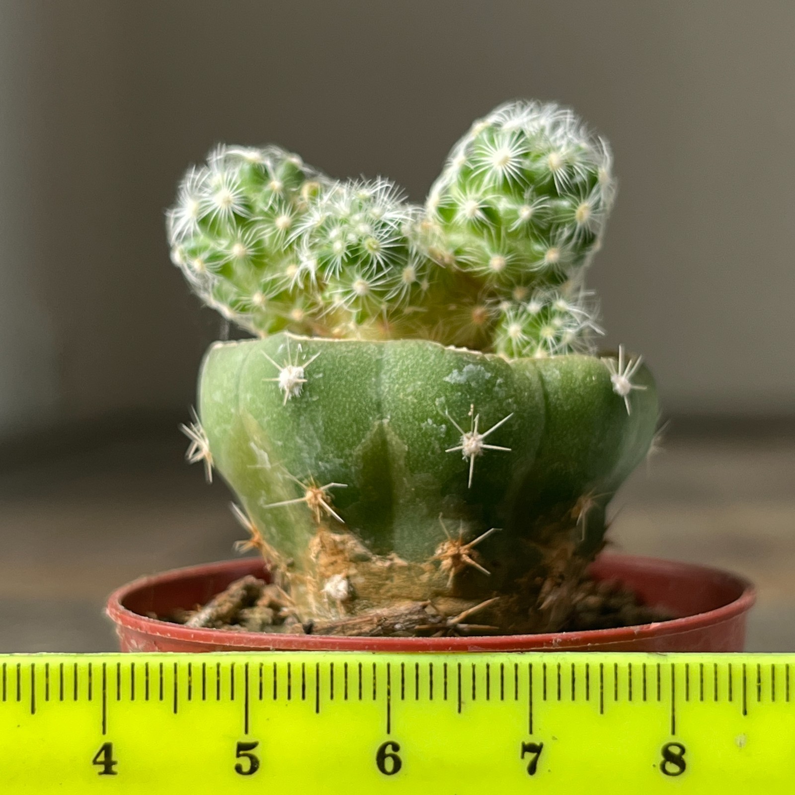 A36-1101 Mammillaria saboae, grafted