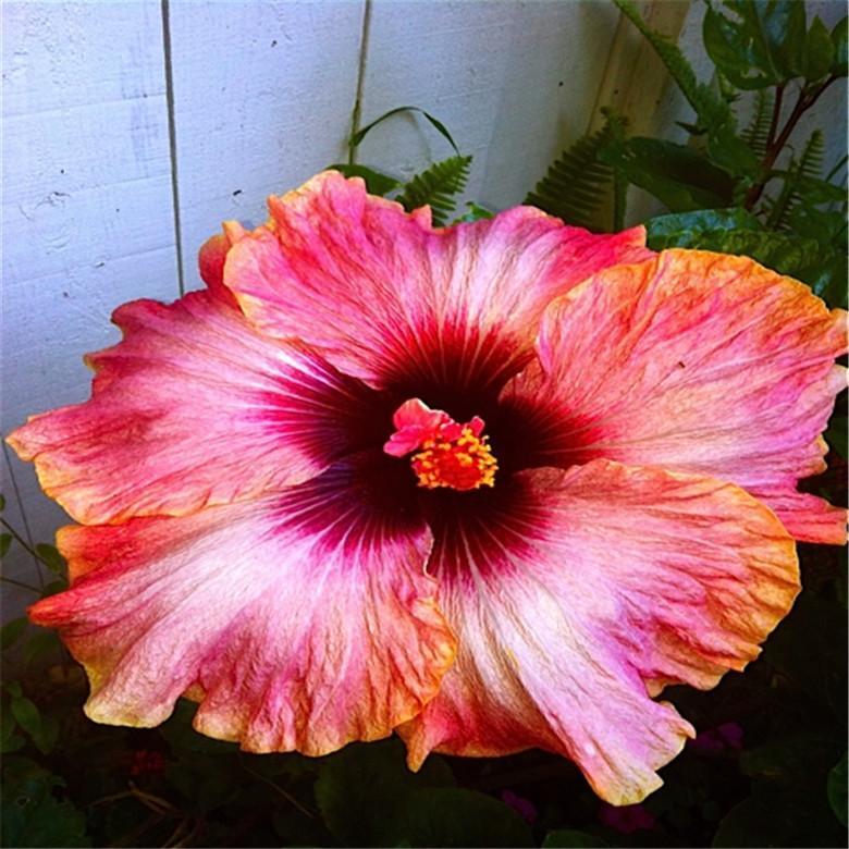 (10) HIBISCUS SEEDS perennial flower garden bed bush plant USA SELLER W/TRACK