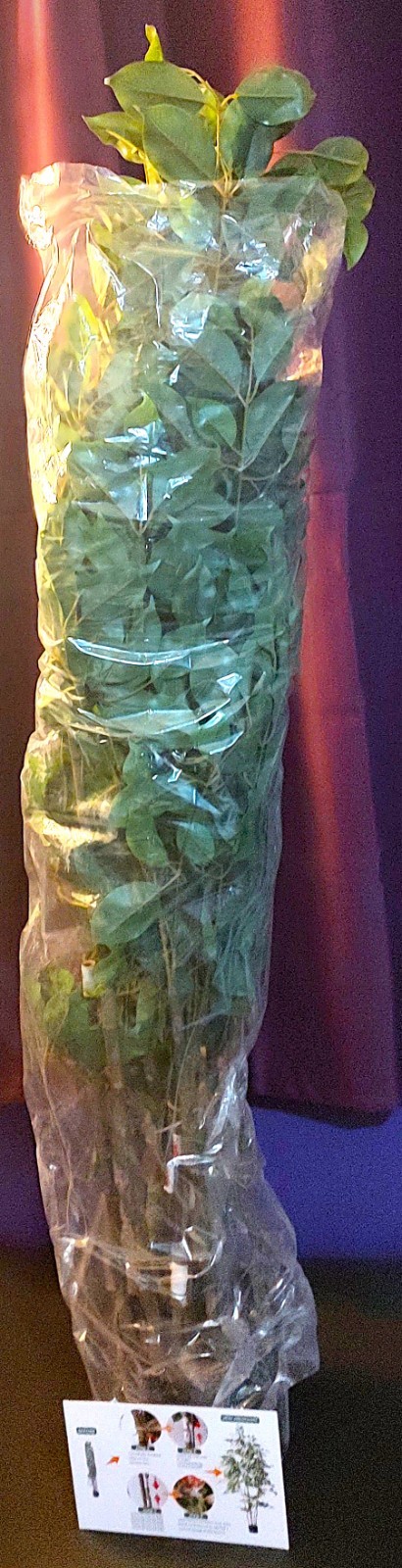 LPN – Bailikang Artificial Indoor Ficus Tree – 5 ft