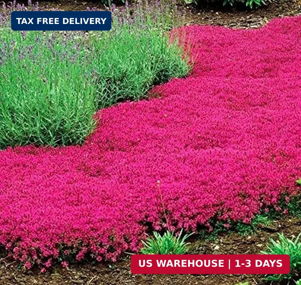 Thyme Seeds 2000 Mix Red Creeping Seeds Wooly Thymus Perennial Flower