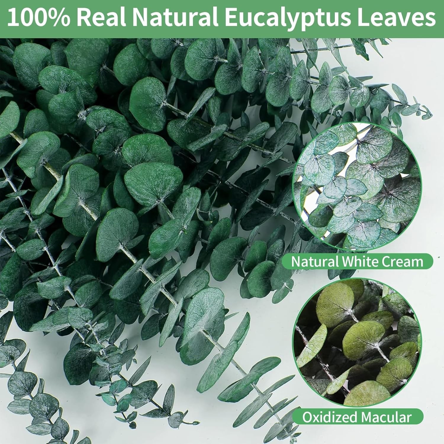 17” Real Eucalyptus Stems 100% Natural Fresh Leaves Hanging Plants Greenery …