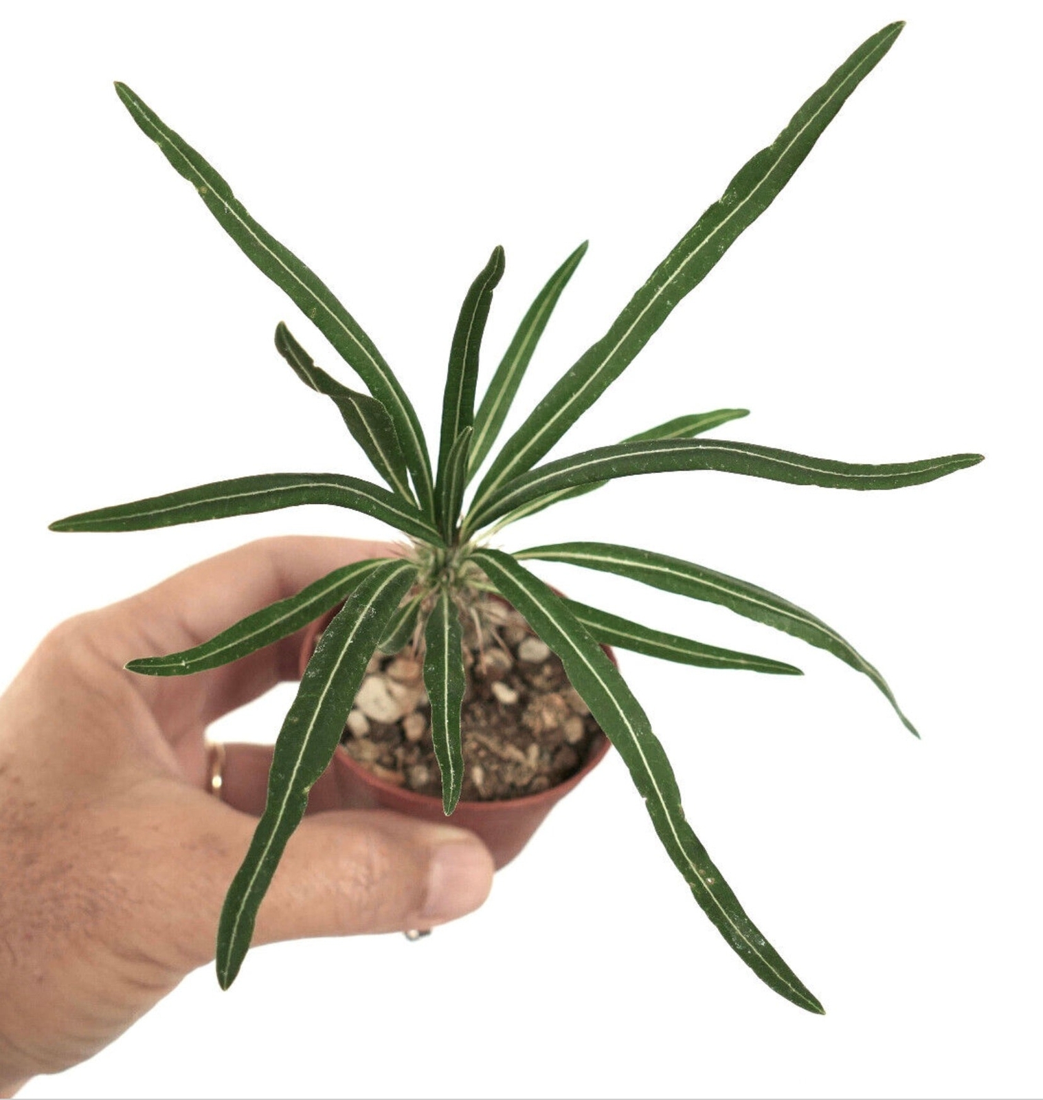 Pachypodium geayi (Mont Eliva, Madagascar) BAOBAB 6cm – Madagascar Baobab