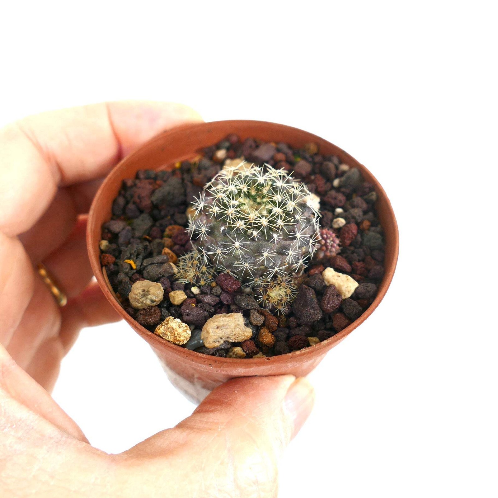 Neoporteria engleri (young seedling) – Engler’s cactus | Neoporteria