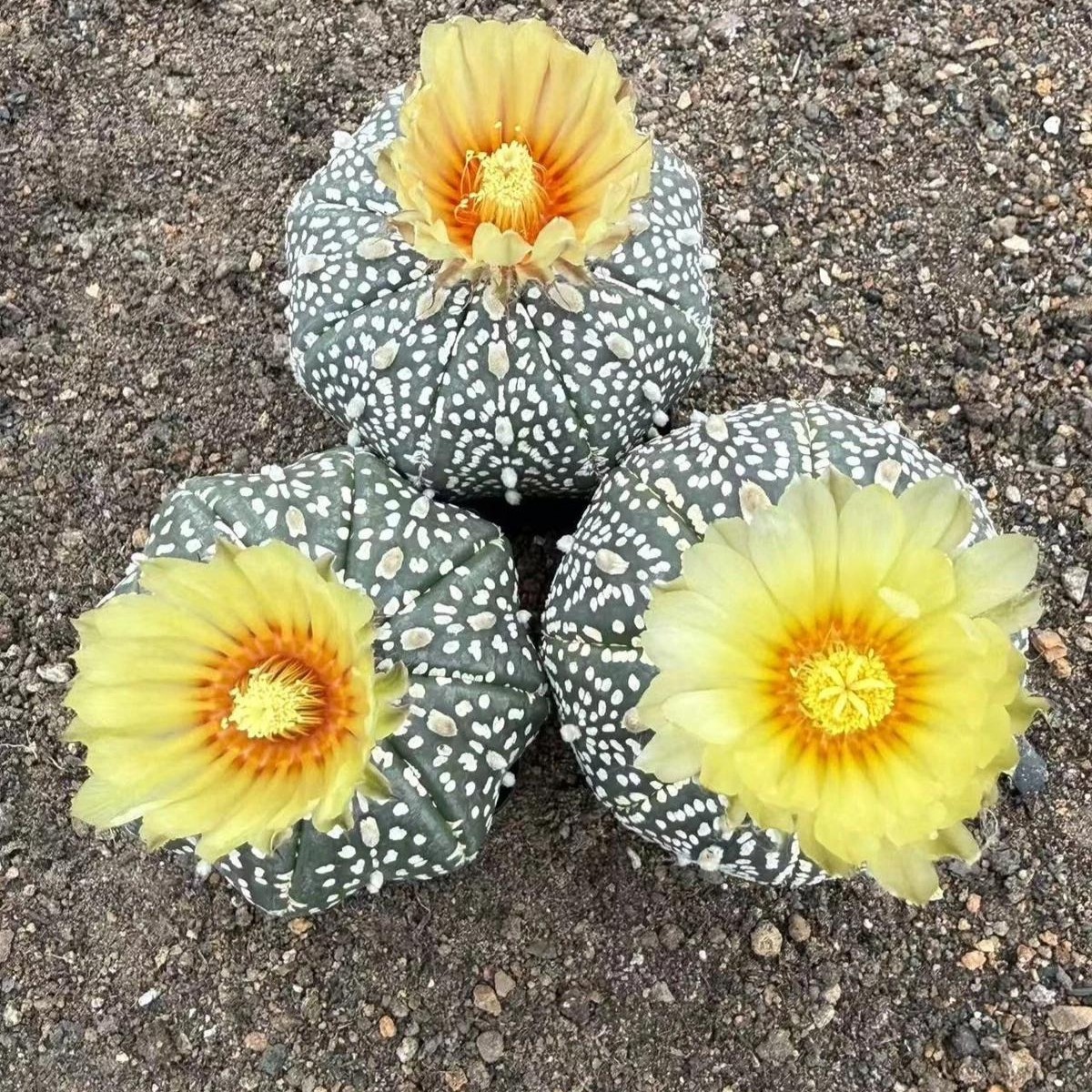 Succulent Plants Cactus Ball Live House Plants for Home Office Garden Decor