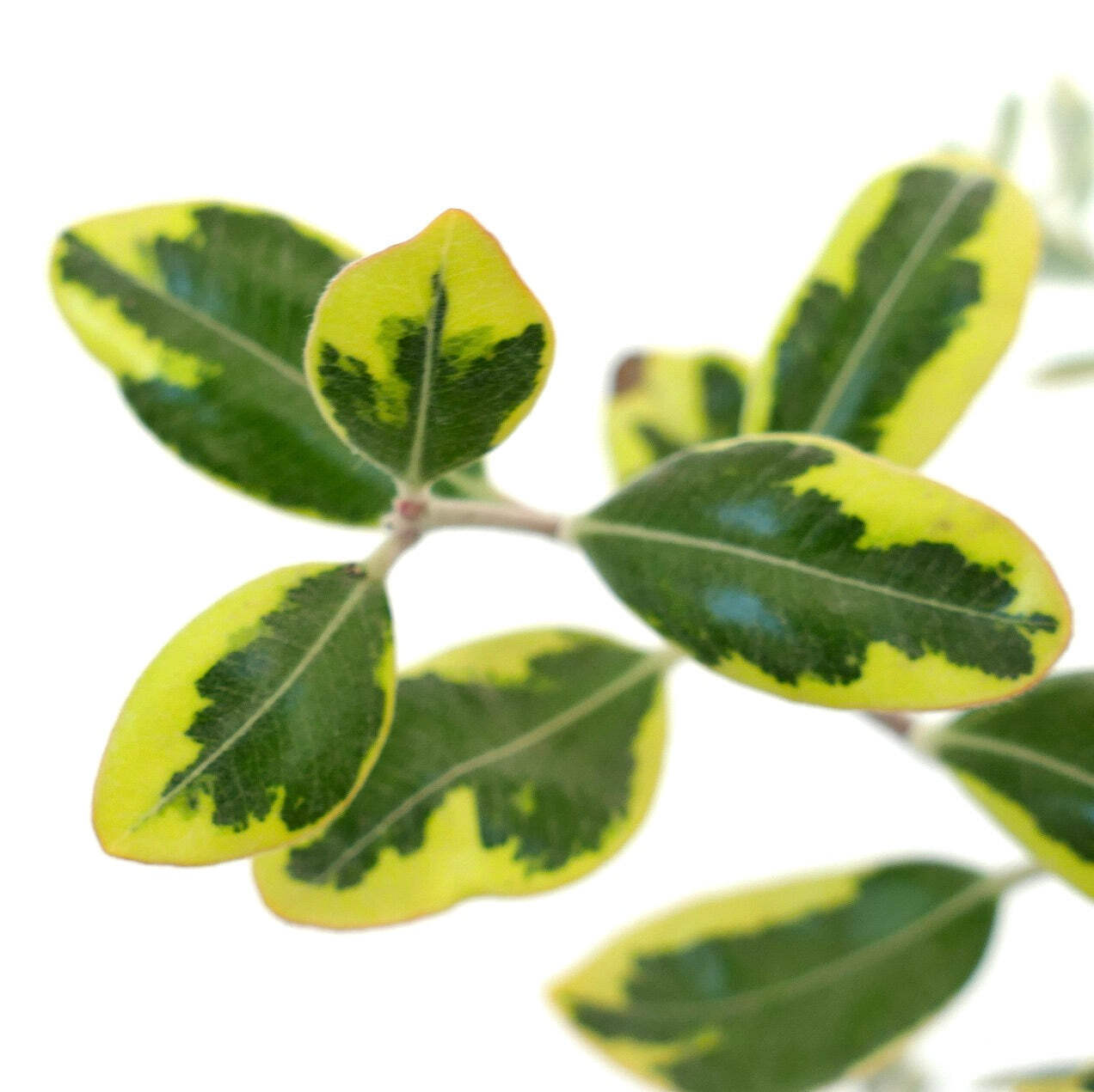 Metrosideros excelsa VARIEGATED 20-55cm | New Zealand Christmas Tree | Pohutukaw
