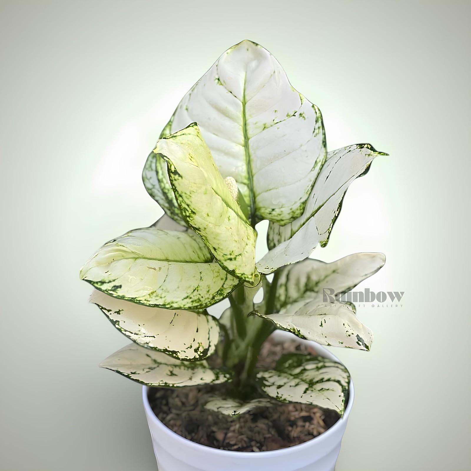 Aglaonema Super White Beatiful Ornamental Plant