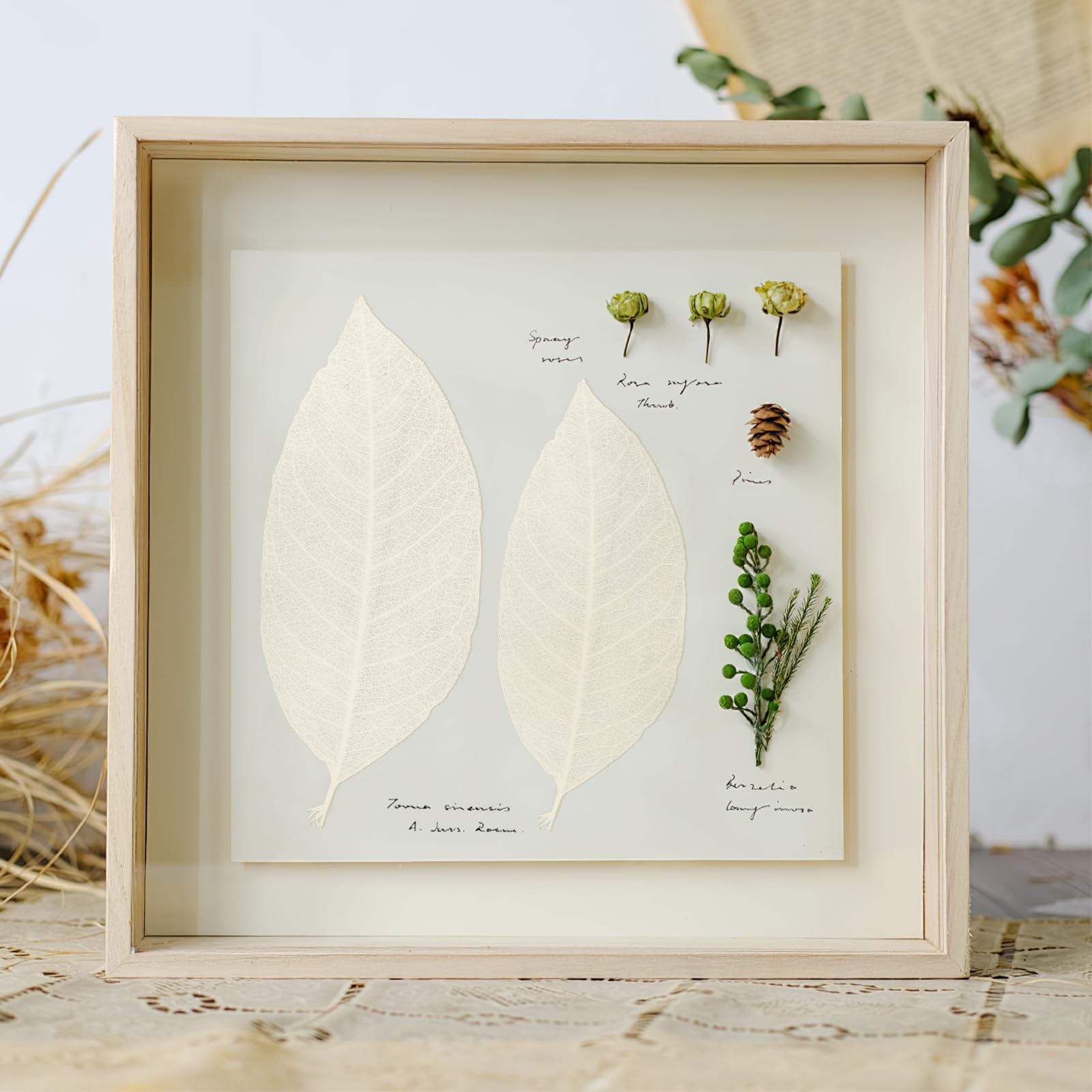 100 PCS Natural Dried Magnolia Leaf Vein Specimens DIY Craft Scrapbook