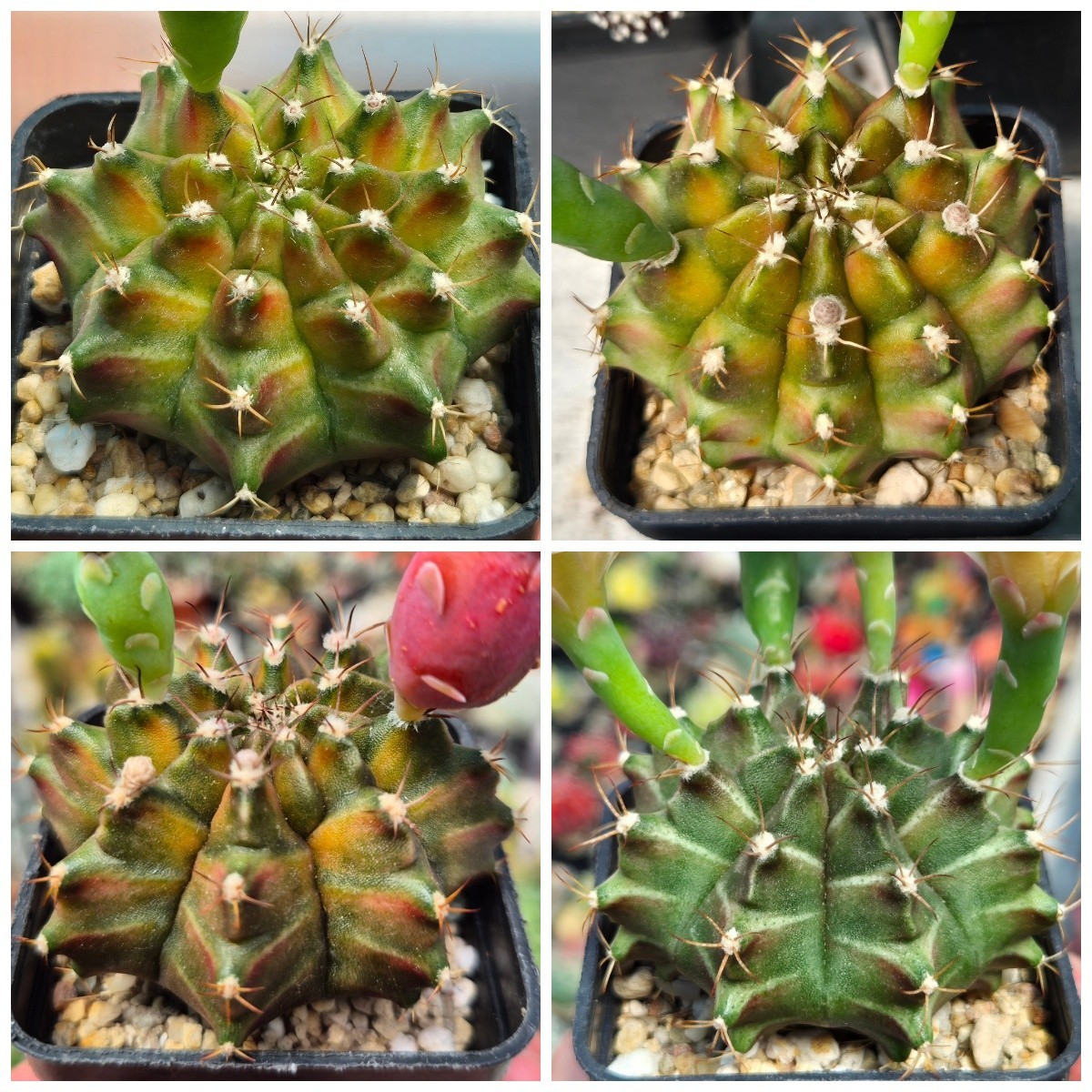 Gymnocalycium mihanovichii ‘Neon Green’ hybrid 20seeds 2025