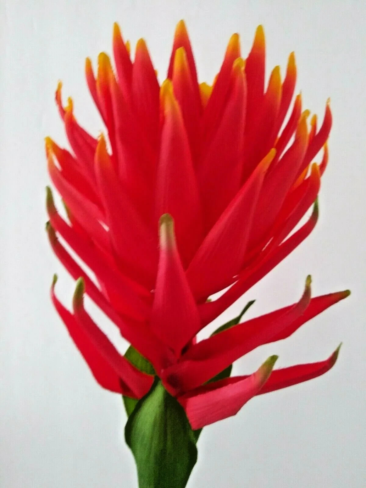 30″ Orange/Red tropical bromeliad blossom stem