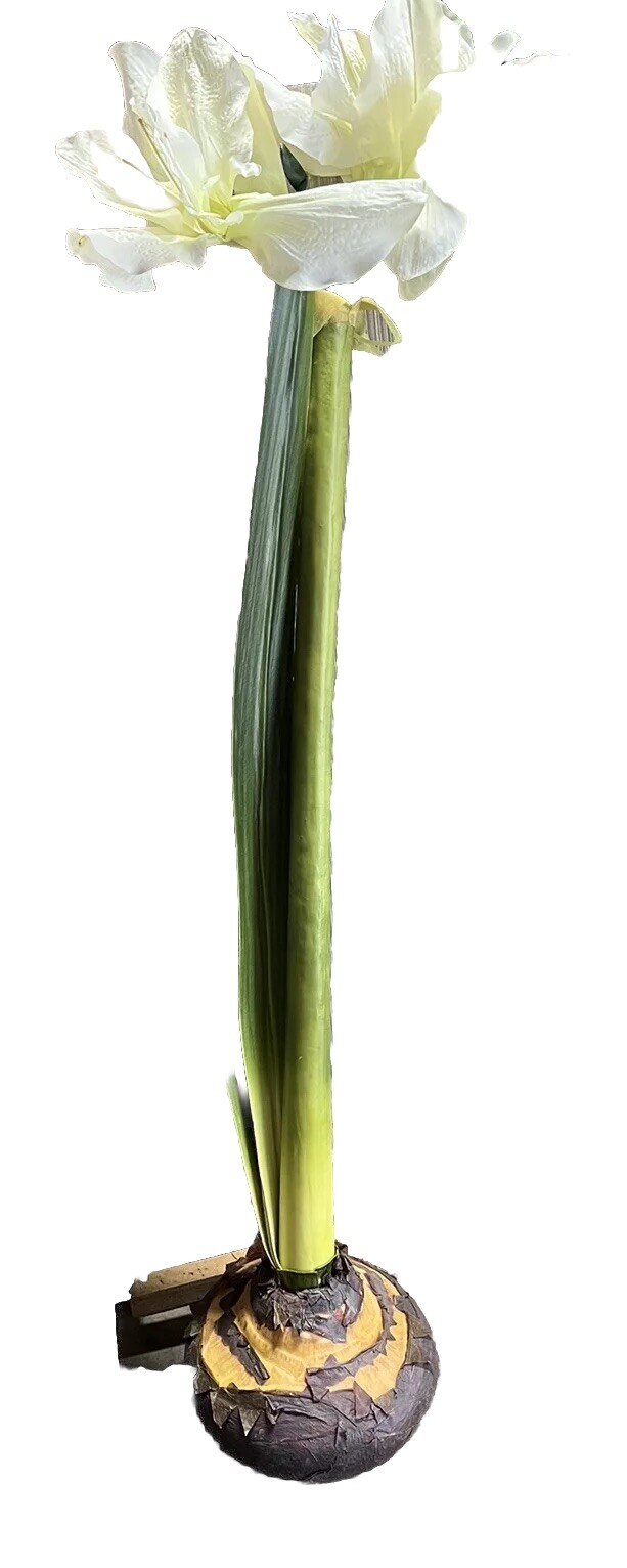5ft Tall Silk White Iris, Amaryllis??Silk Flower Stem In Bulb. Free Standing