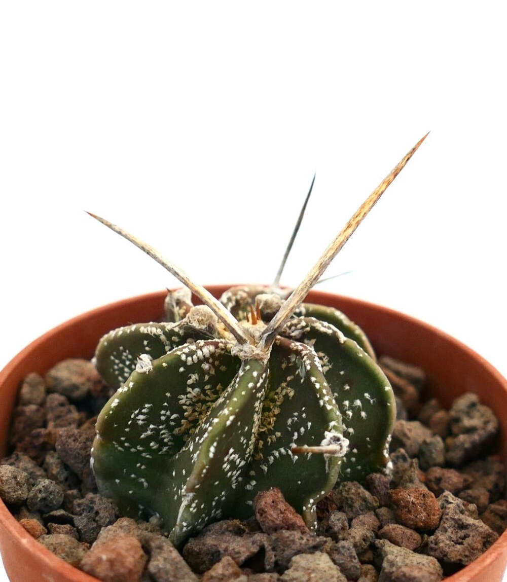 Astrophytum capricorne var. aureum x cv BUFFALO – Goat’s horn cactus | Yellow bi