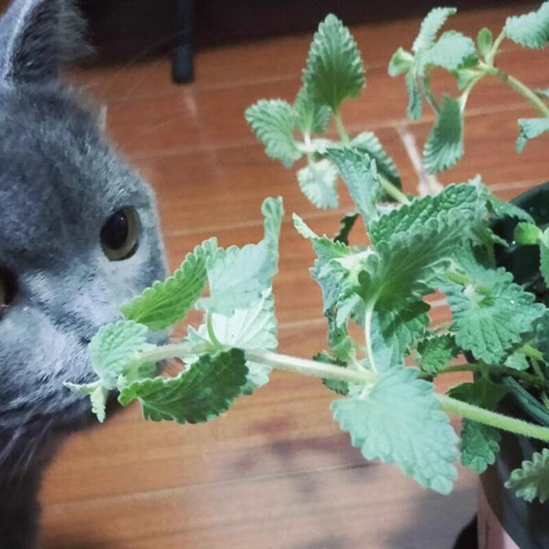The Cat Ladies Cat Grass for Indoor – Growing Kit – Organic Cat Grass seeds